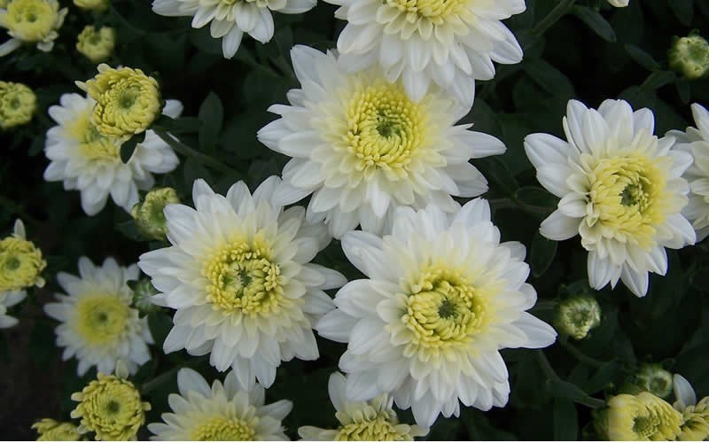 Marilyn Chrysanthemum Picture