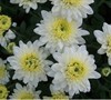 Marilyn Chrysanthemum