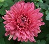 Lindsay Chrysanthemum