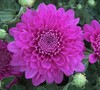 Rhapsody Chrysanthemum