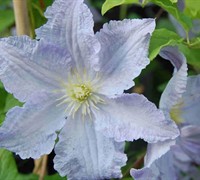 Blue Angel Clematis Picture