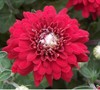Camina Chrysanthemum