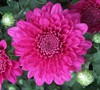 Beth Chrysanthemum