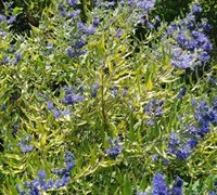 Worcester Gold Caryopteris Picture