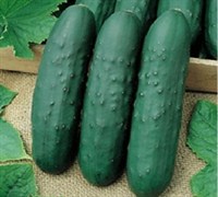 Eureka Hybrid Cucumber Picture
