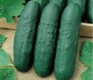 Eureka Hybrid Cucumber