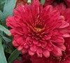 Pobo Chrysanthemum