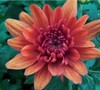 Conaco Orange Chrysanthemum