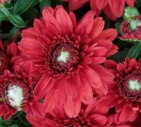 Bravo Chrysanthemum Picture