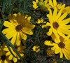 First Light Dwarf Swamp Sunflower