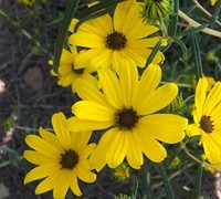 First Light Dwarf Swamp Sunflower Picture