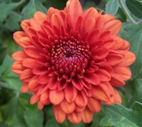 Jennifer Chrysanthemum Picture
