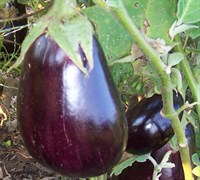 Black Beauty Eggplant Picture