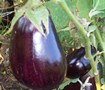 Picture of Black Beauty Eggplant
