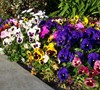 Pansies
