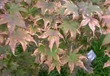 Leaf Scorch On Japanese Maples