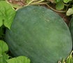 Picture of Sugar Baby Watermelon