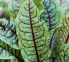 Bloody Sorrel