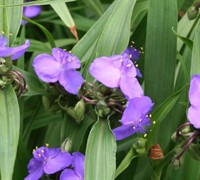 Spiderwort Picture