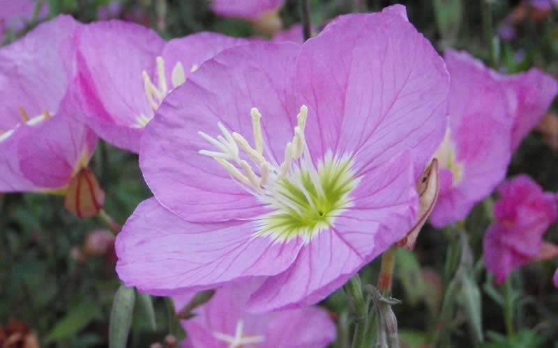 Showy Evening Primrose Picture
