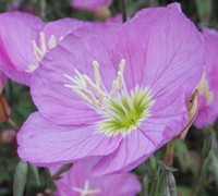 Showy Evening Primrose Picture