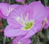 Showy Evening Primrose