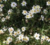 Blackfoot Daisy