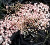 Black Lace Elderberry