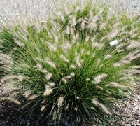 Hameln Fountain Grass Picture