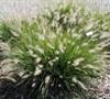 Hameln Fountain Grass