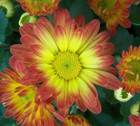 Dazzling Stacy Chrysanthemum Picture