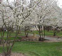 Shadblow Serviceberry Picture