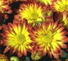 Dazzling Stacy Chrysanthemum
