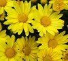 Hankie Yellow Chrysanthemum Picture