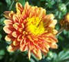 Padre Orange Garden Mum