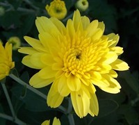 Cesaro Yellow Garden Mum Picture
