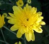 Cesaro Yellow Garden Mum