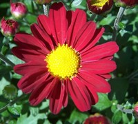 Regina Garden Mum Picture