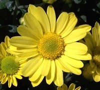 Atlantico Garden Mum Picture