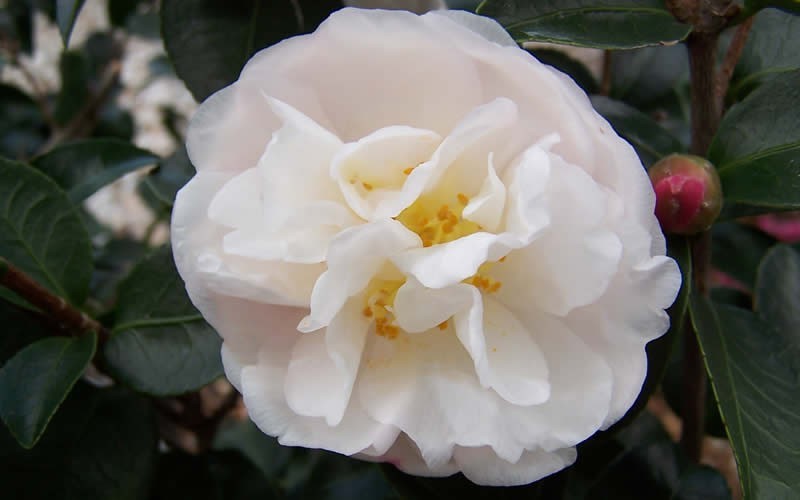 Camellia Asakura