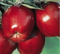 Red Delicious Apple Picture