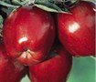 Red Delicious Apple