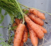 Thumbelina Carrot Picture