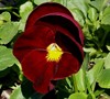 Delta Pure Red Pansy