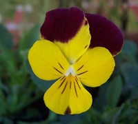 Rebelina Red & Yellow Viola Picture