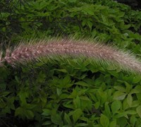 Purple Fountain Grass Picture