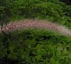 Purple Fountain Grass