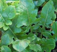 My Way Arugula Picture