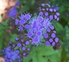 Blue Hardy Ageratum