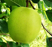 Yellow Delicious Apple Picture